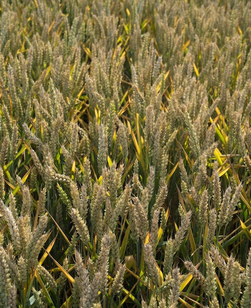 vista de um campo com espigas de trigo maduras