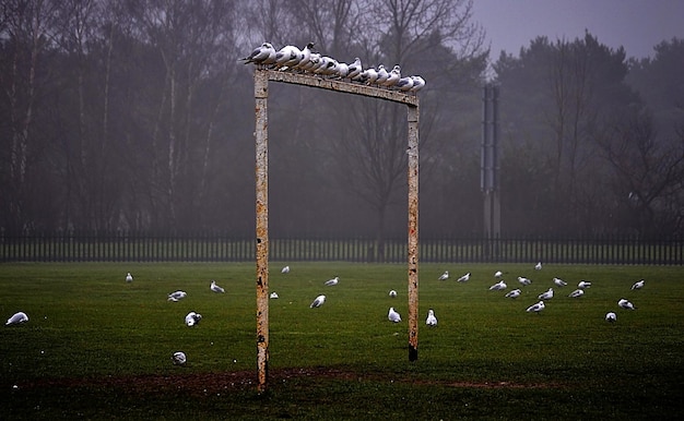 Foto vista de um campo de futebol no parque