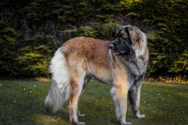 Foto vista de um cão de pé no campo