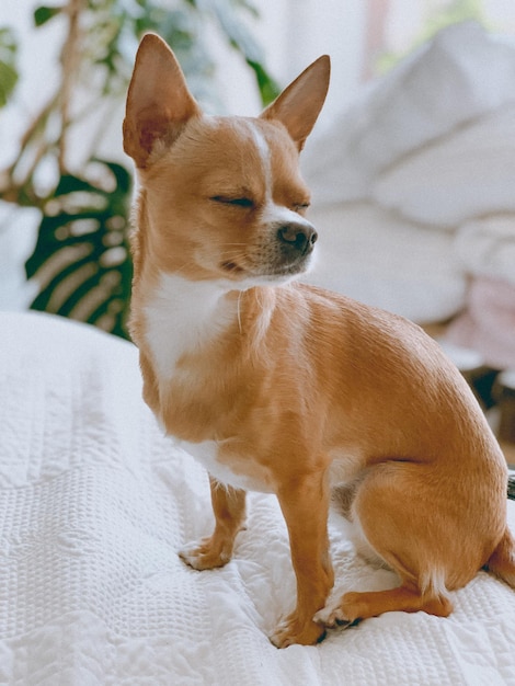 Foto vista de um cão deitado na cama