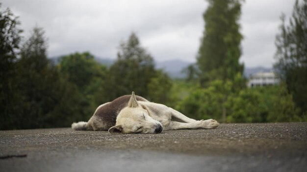 Foto vista de um cão dormindo em uma árvore