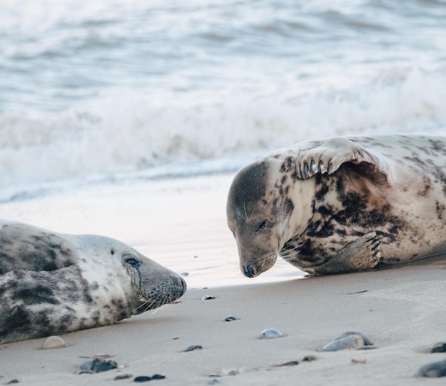 Foto vista de um cão na praia