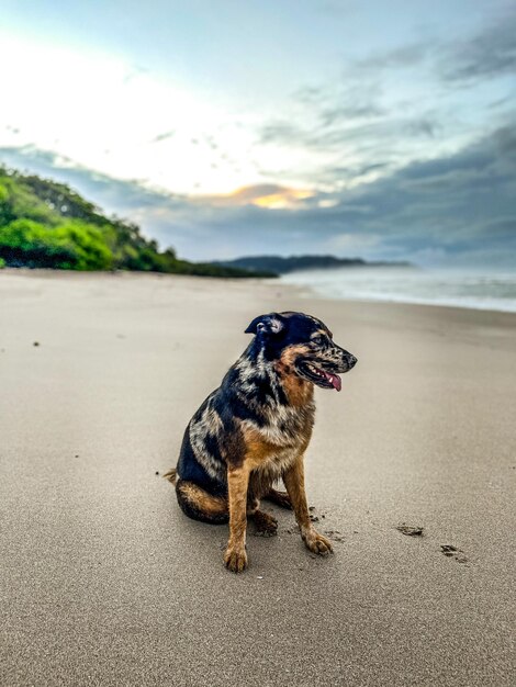 Vista de um cão na praia