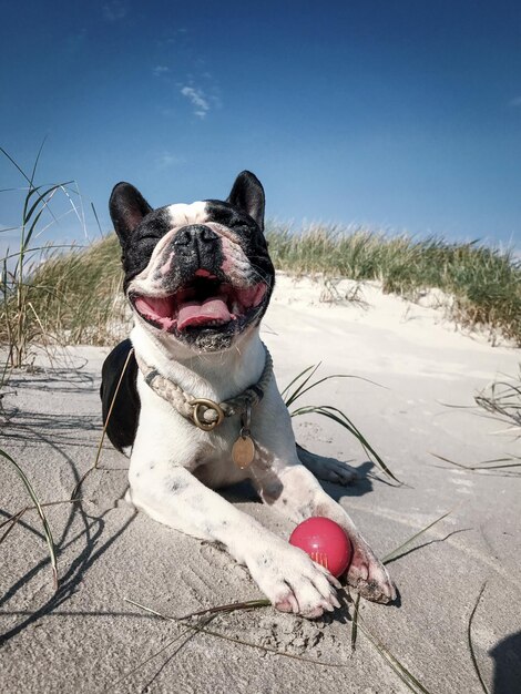 Foto vista de um cão na praia