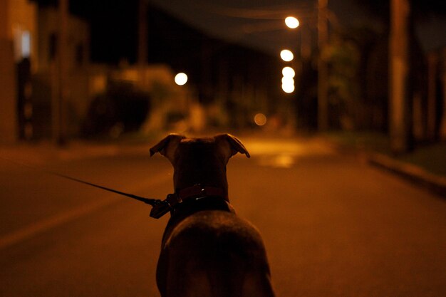 Foto vista de um cão na rua à noite