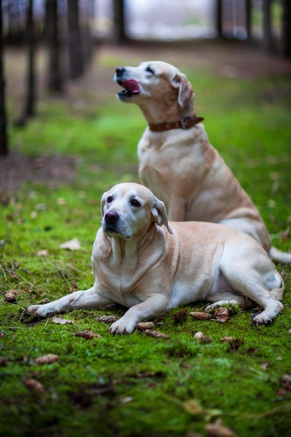 Foto vista de um cão no campo