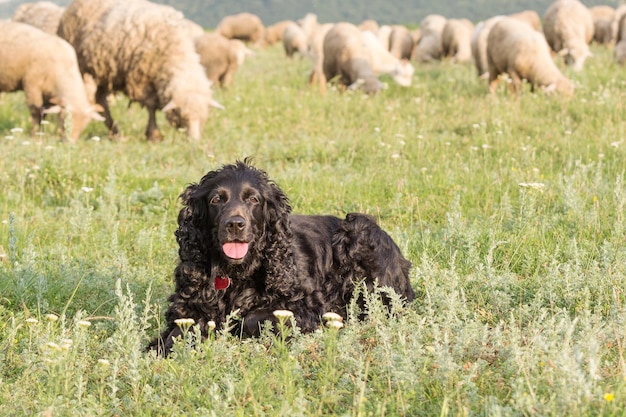 Vista de um cão no campo