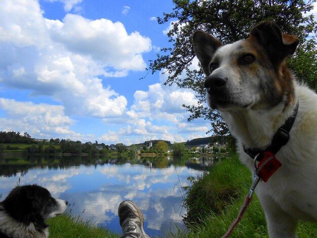 Foto vista de um cão no lago contra o céu