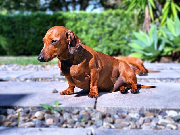 Vista de um cão olhando para longe