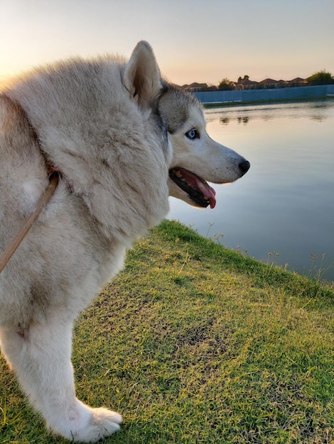 Foto vista de um cão olhando para longe