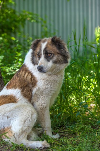 Foto vista de um cão sentado no campo