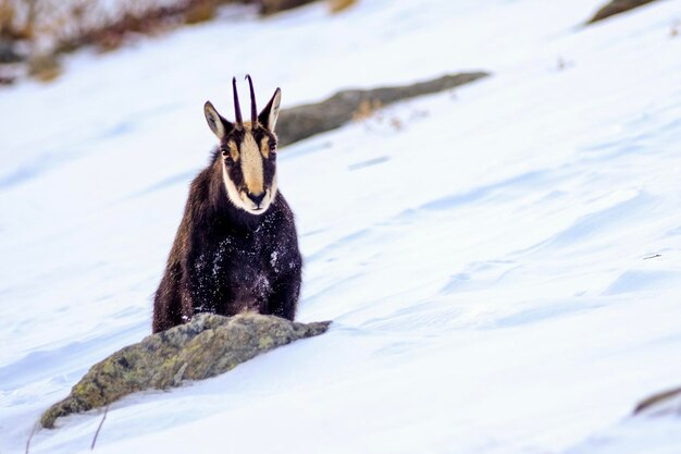 Foto vista de um cavalo em terra coberta de neve