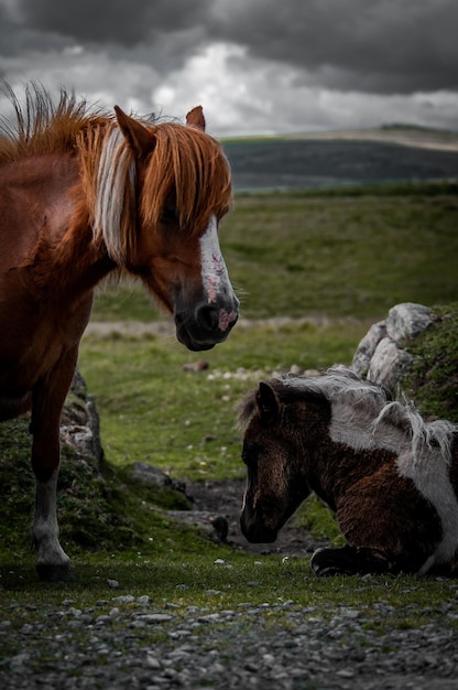 Foto vista de um cavalo na água