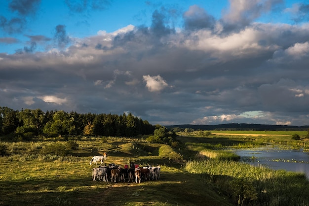 Foto vista de um cavalo na paisagem contra o céu