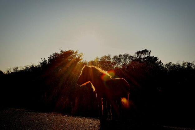 Foto vista de um cavalo no campo contra o céu