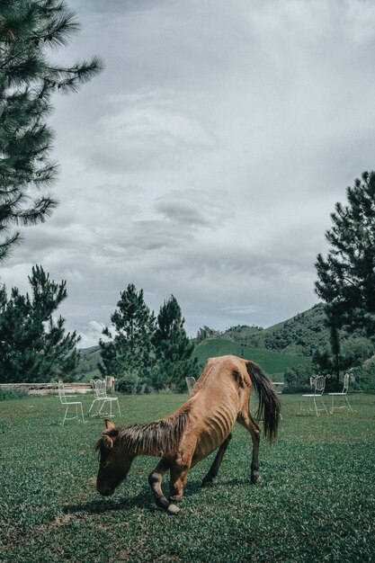 Foto vista de um cavalo no campo contra o céu