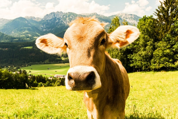 Foto vista de um cavalo no campo