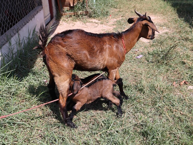 Foto vista de um cavalo no campo