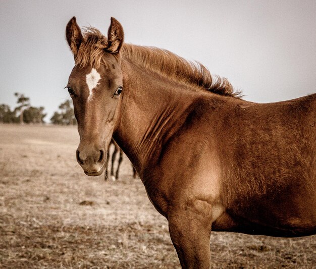 Foto vista de um cavalo no campo