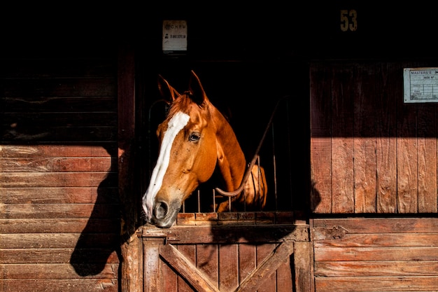 Foto vista de um cavalo no estábulo