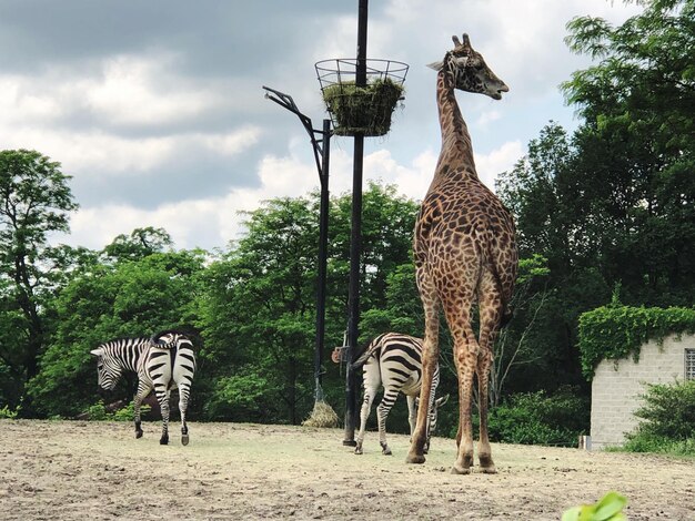 Foto vista de um cavalo no zoológico