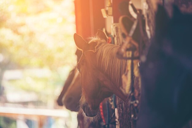 Foto vista de um cavalo