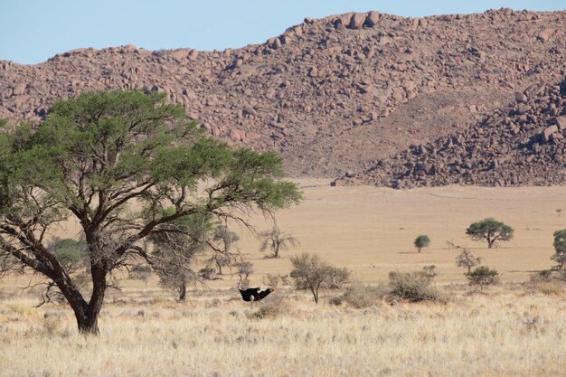 Foto vista de um deserto