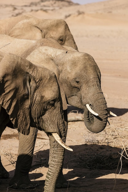 Vista de um elefante bebendo água em terra