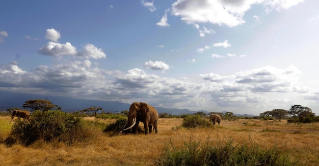 Foto vista de um elefante no campo contra o céu