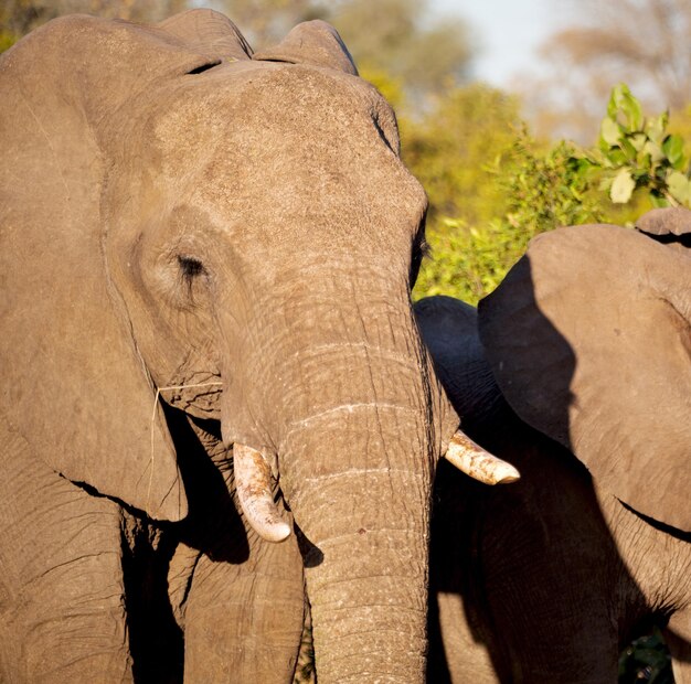 Foto vista de um elefante