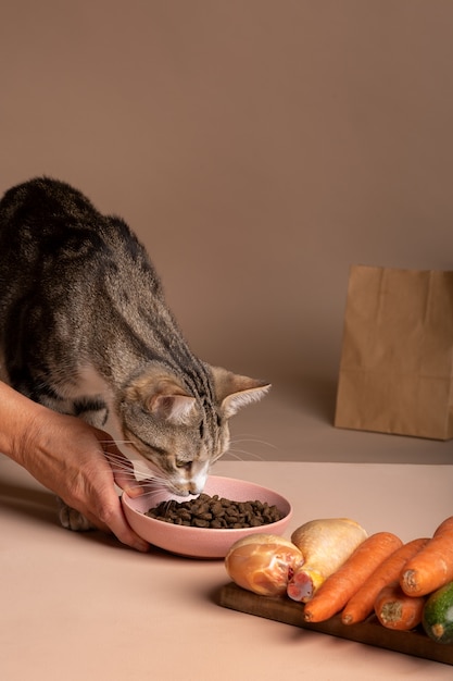 Vista de um gato comendo comida em uma tigela