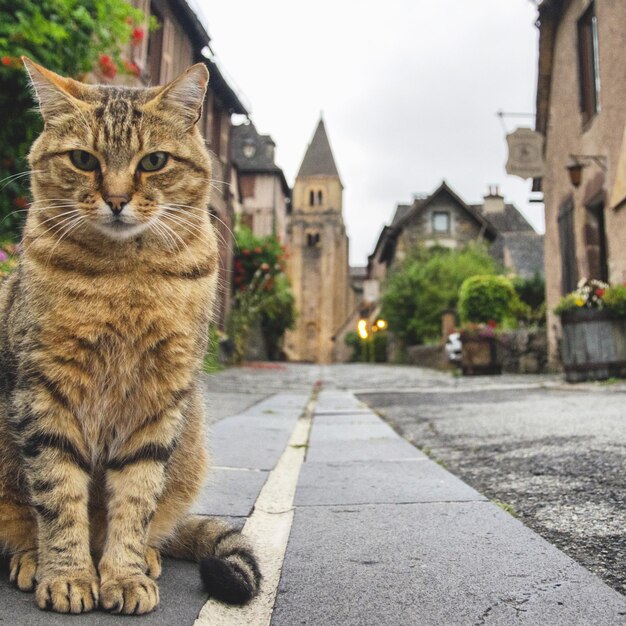 Vista de um gato na rua da cidade