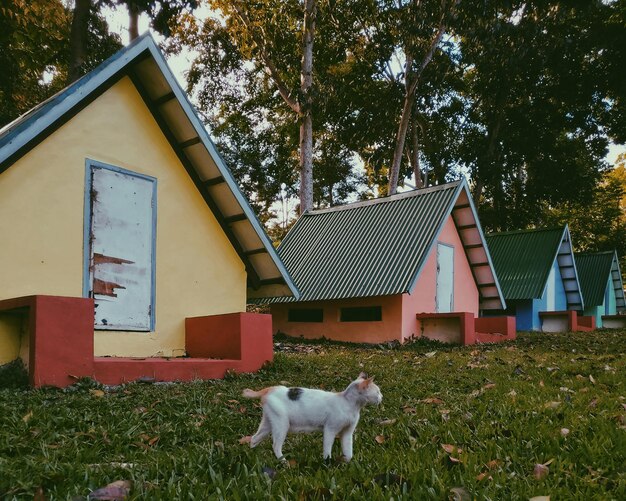 Foto vista de um gato no chão