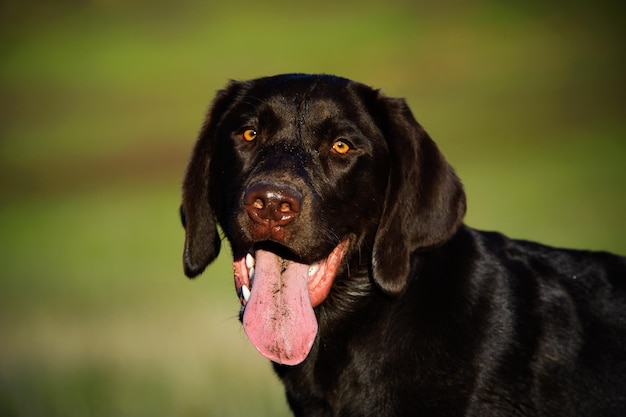 Foto vista de um labrador de chocolate com a língua saindo