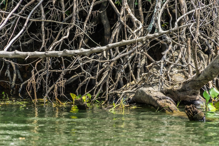 Foto vista de um lago em uma floresta