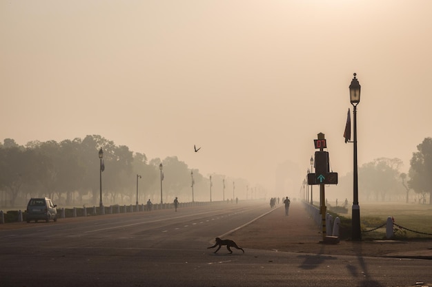 Vista de um macaco correndo na estrada contra um céu claro
