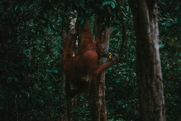 Foto vista de um macaco no tronco de uma árvore