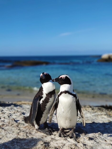 Foto vista de um pássaro na praia