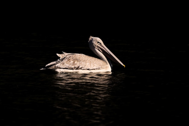 Foto vista de um pássaro nadando no lago