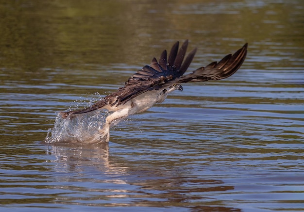 Foto vista de um pássaro voando sobre o lago