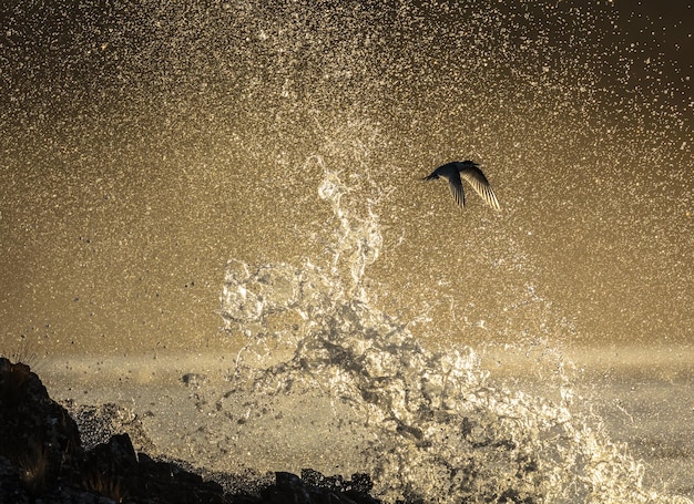 Foto vista de um pássaro voando sobre o mar