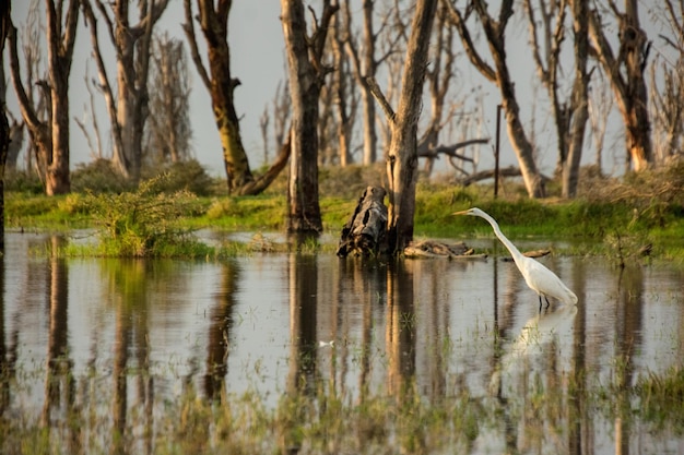 Foto vista de um pato em um lago