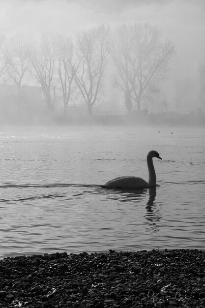 Foto vista de um pato nadando no lago