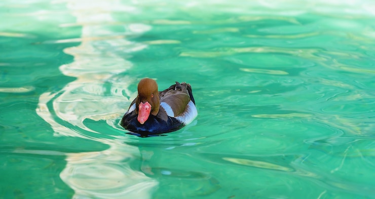 Foto vista de um pato nadando no lago