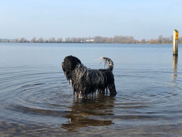 Foto vista de um pato nadando no lago