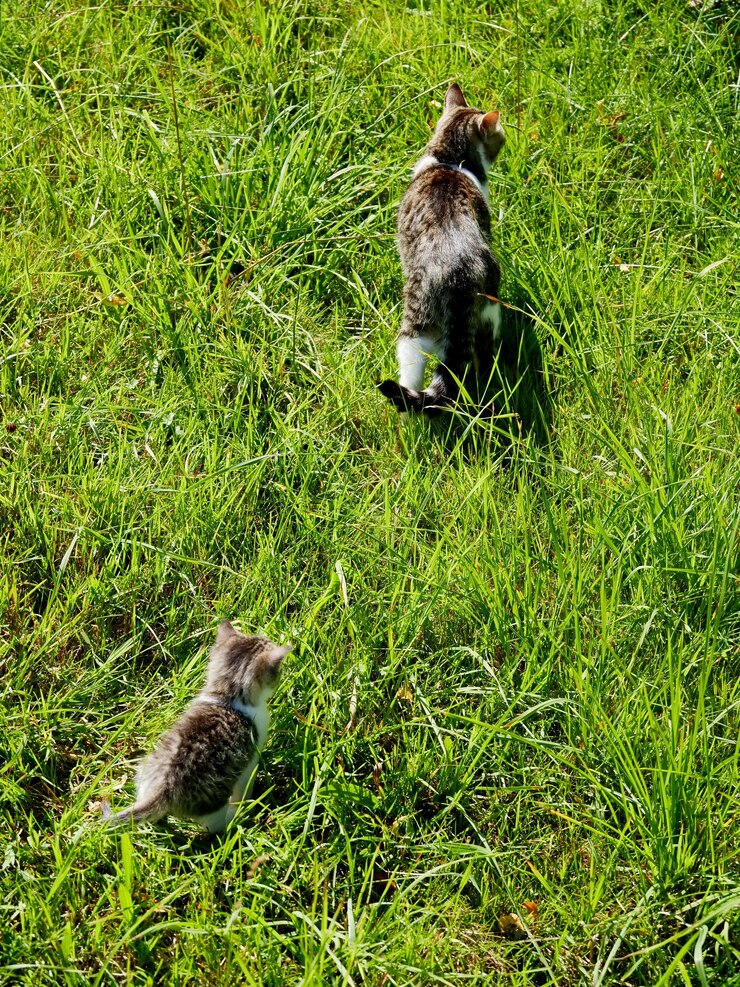 Foto vista de um pato no campo