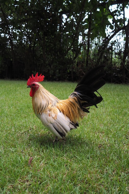 Foto vista de um pato no campo