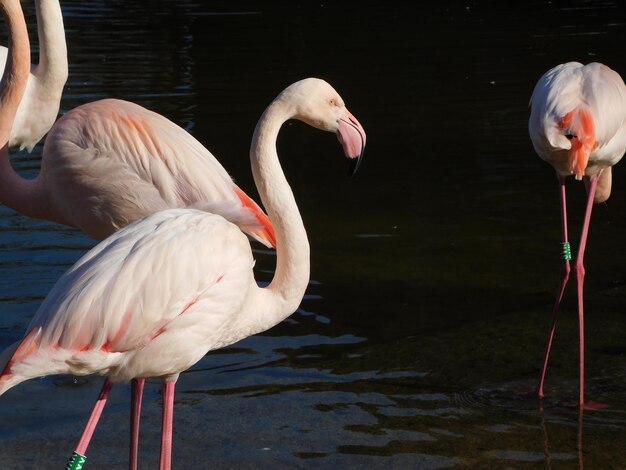 Foto vista de um pato no lago