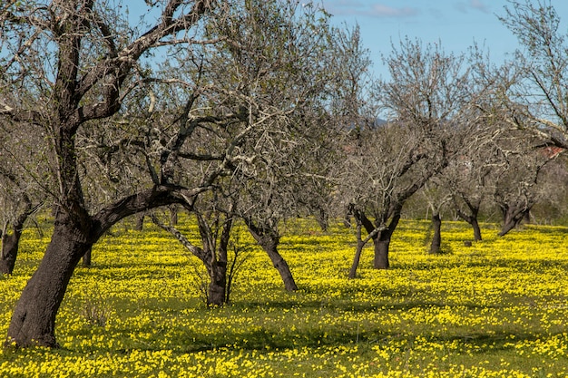 Vista de um pomar da amêndoa em um campo de flores amarelas no campo de Portugal.