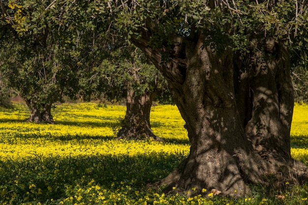 Vista de um pomar da árvore de alfarroba em um campo de flores amarelas no campo de Portugal.